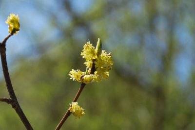 Lindera benzoin - linderovka benzoin